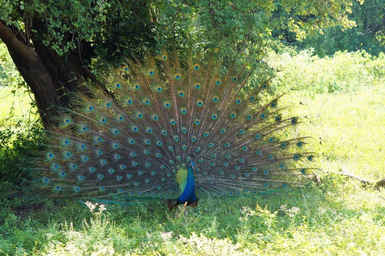 Peacock Riverside Udawalawe Exteriér fotografie