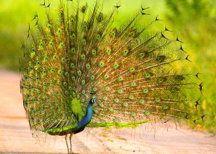 Peacock Riverside Udawalawe Exteriér fotografie